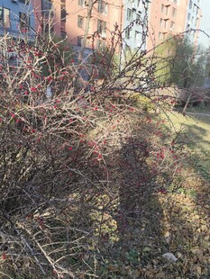 冬日枯萎的户外灌木丛