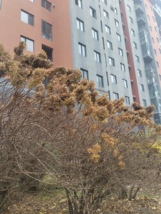 高楼前的萧瑟树木