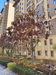 秋日小区旁的树木景观