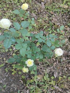 地上绽放的白色小花