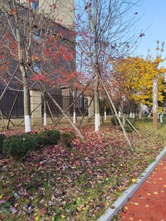 秋日校园落叶铺就的小径