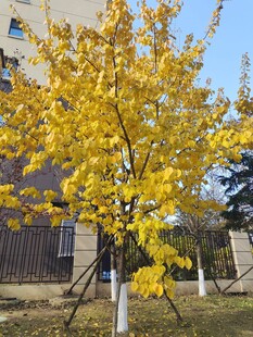 秋日金黄银杏树