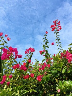 蓝天映衬下的艳丽花丛