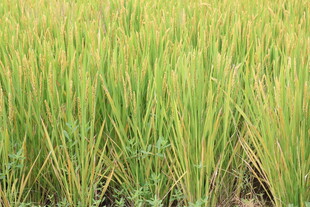 水稻