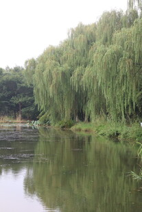河畔垂柳