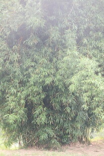 茂密葱郁的竹林景观