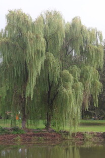 湖畔垂柳美景