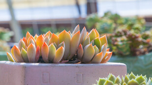 多彩多肉植物盆栽