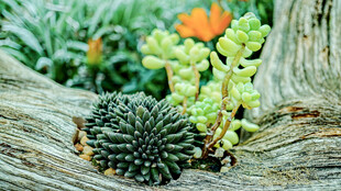 木头上的多彩多肉植物