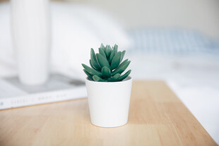 白色花盆中的翠绿多肉