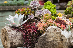 木桩上的多彩多肉植物