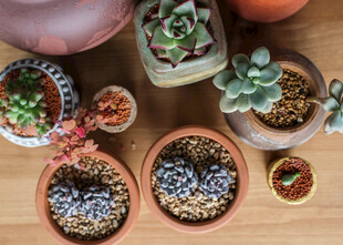 多彩多肉盆栽展示