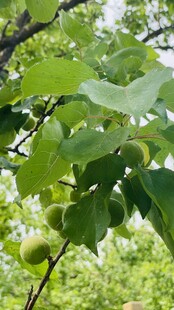 绿叶繁茂的树枝