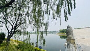 湖畔垂柳下的垂钓者