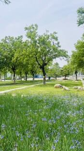 春日草地树林美景