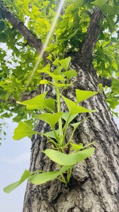 藤蔓缠绕树干生长景象