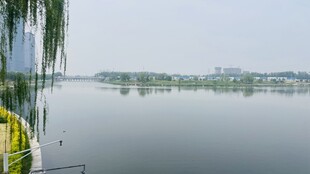 湖畔垂柳 静谧湖景风光