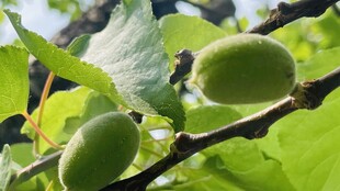 枝头青无花果与绿叶