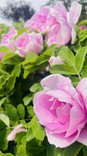 娇艳粉色牡丹花绽放