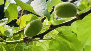 枝头青果绿意盎然