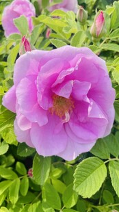 娇艳粉色蔷薇花绽放