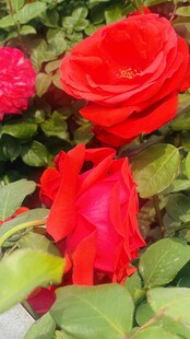 娇艳欲滴的红玫瑰