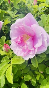 娇艳绽放的粉色月季花