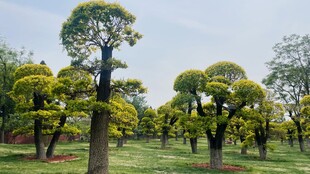 园林中造型独特的树木景观