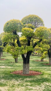 造型独特的景观树木