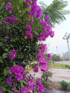 绽放的艳丽三角梅景观