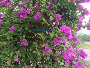 绽放的紫色三角梅