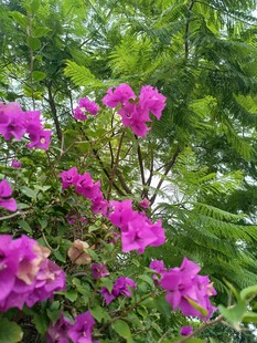 艳丽三角梅绽放于绿叶间