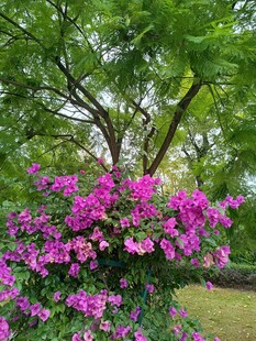 繁花绿树相映成趣