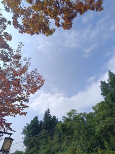 秋日树梢与蓝天白云