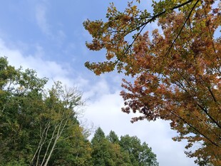 秋日山林斑斓树梢景致