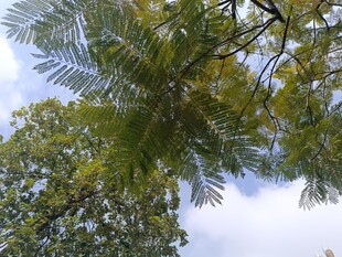 仰视葱郁枝叶与蓝天