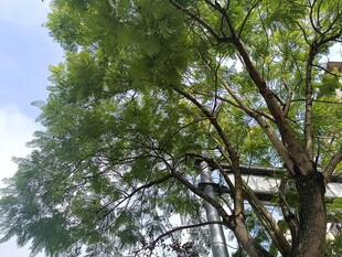 繁茂大树展现自然生机