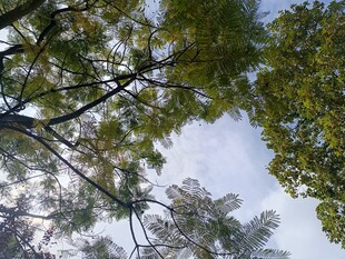 仰视葱郁树冠与蓝天