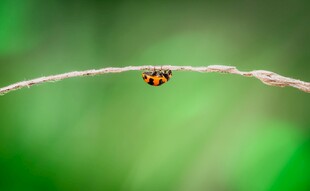 瓢虫栖息于纤细植物茎上