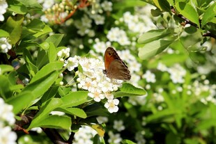 花丛中停歇的美丽蝴蝶