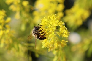 蜜蜂采蜜于黄色花丛中