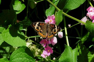 蝴蝶停驻粉色花朵间