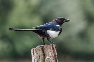 站在木桩上的美丽小鸟