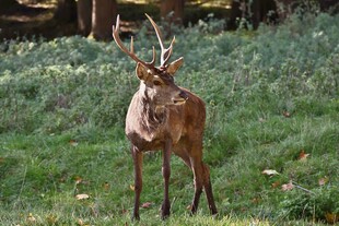 草地上的雄鹿