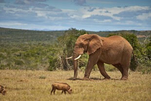 草原上的大象与小型动物