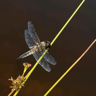 停在草茎上的美丽蜻蜓
