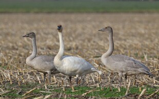 田野中的几只灰鹅