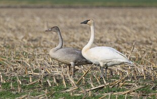 田野中的两只优雅天鹅
