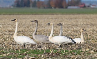 田野上的一群优雅天鹅