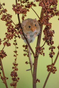 枝头小鼠躲于花枝间